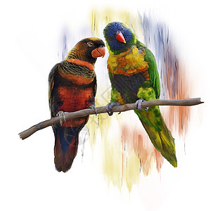 罗里凯特鹦鹉的数字绘画洛丽凯特鹦鹉水彩画图片