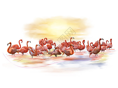 粉红色火烈鸟水彩画背景图片