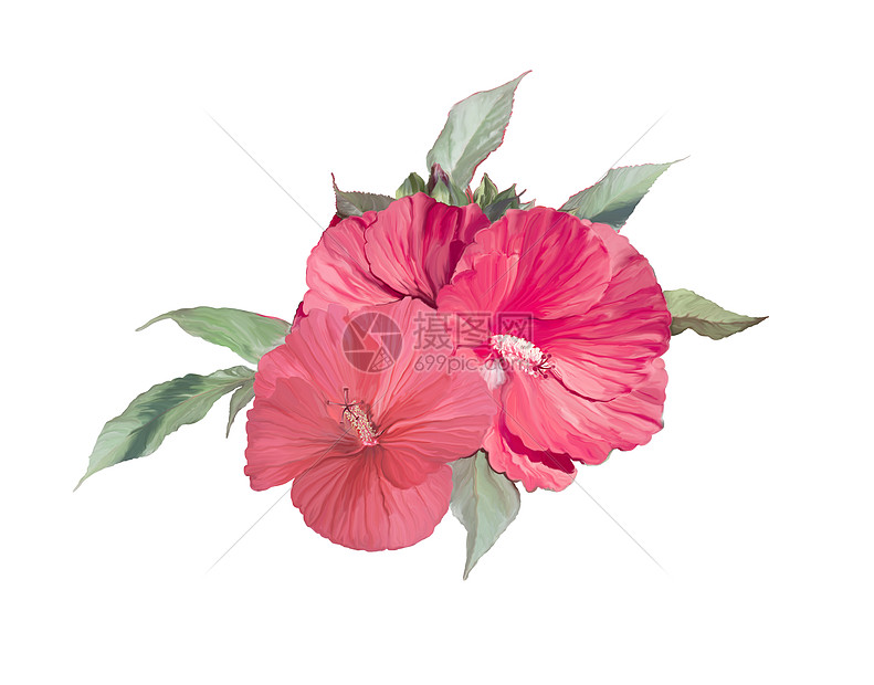 红色芙蓉花数字绘画红色芙蓉花水彩高清图片下载 正版图片 摄图网 红色芙蓉花数字绘画红色芙蓉花水彩高清图片下载 正版图片 摄图网