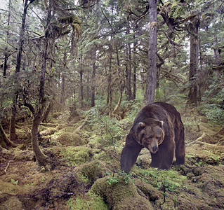 灰熊树林里散步棕色熊走图片