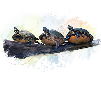 佛罗里达海龟的数字绘画佛罗里达海龟水彩画图片