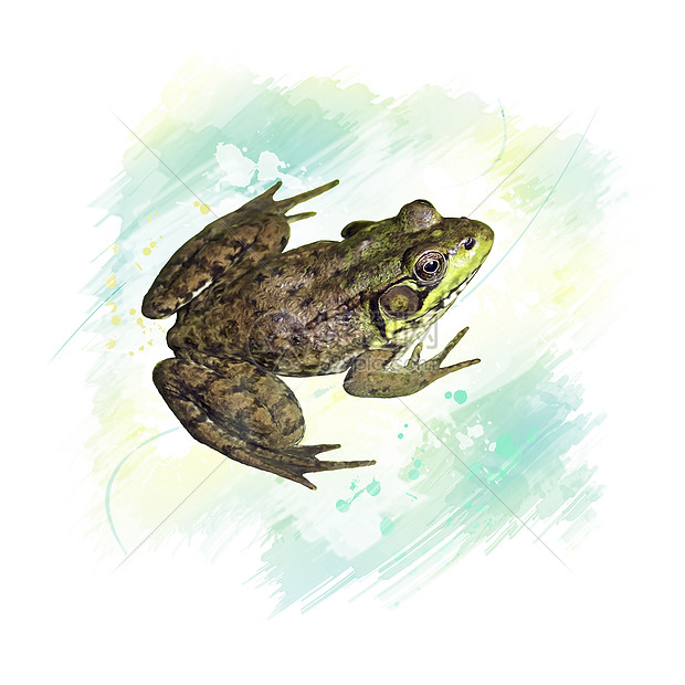 常见水蛙的数字绘画常见的水蛙水彩高清图片下载 正版图片 摄图网