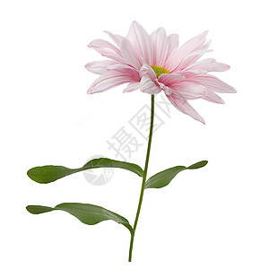 粉红色雏菊花白色背景上分离粉红色的花朵图片