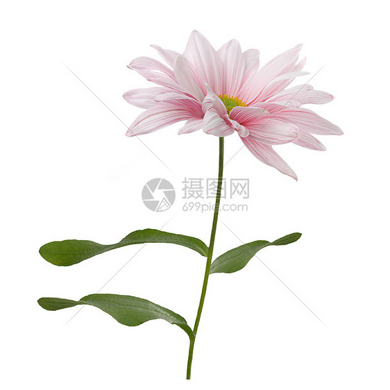 粉红色雏菊花白色背景上分离粉红色的花朵图片