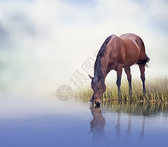 棕色的马湖里喝水棕色马喝水图片