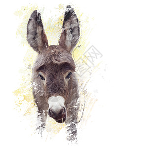 轻驴骡的数字绘画小驴骡子水彩画图片