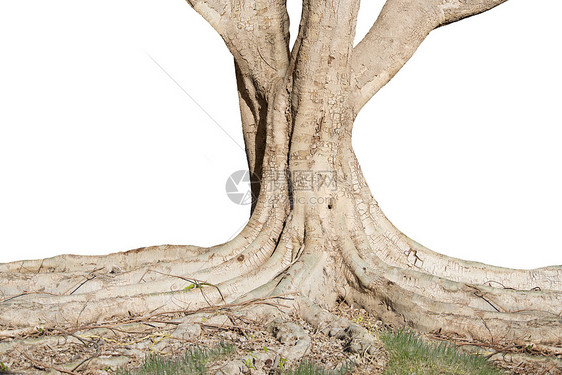 棵大树的底部,很强的根,白色背景上孤立根的大树图片
