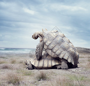 加拉帕戈斯巨型乌龟巨型加拉帕戈斯海龟图片