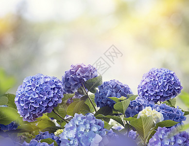 花园里的蓝色绣球花蓝色绣球花图片