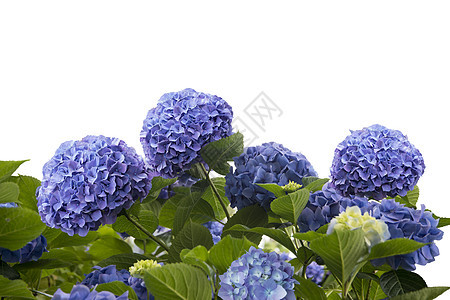 白色背景上分离的蓝色绣球花蓝色绣球花背景图片