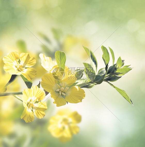 月见草柳野花开花月见草柳野花图片