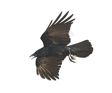 美国乌鸦白色背景上孤立飞行美国乌鸦飞行图片