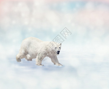 北极熊雪地上行走北极熊走路图片