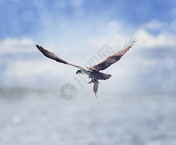 鱼鹰飞行中携带条鱼它的爪子鱼鹰携带条鱼它的爪子图片