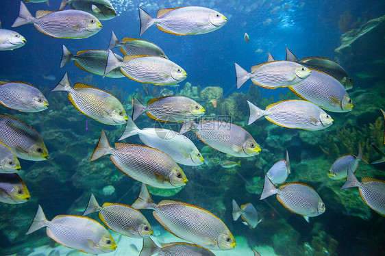 水下热带鱼热带鱼类珊瑚水下景观学校图片