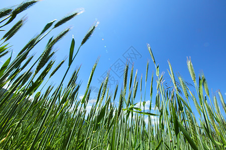 夏天的麦田图片