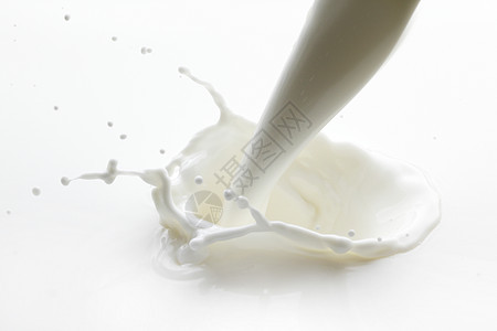 飞溅的牛奶在白色背上背景图片