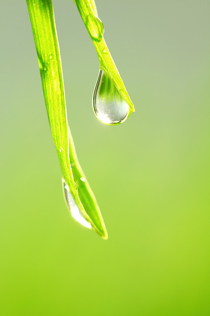 草叶上的大水滴大水滴