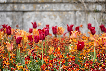 令人惊叹的浅深田野景观形象的花坛充满郁金香春天图片