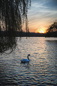 美丽的春天日出平静的湖泊英国乡村图片