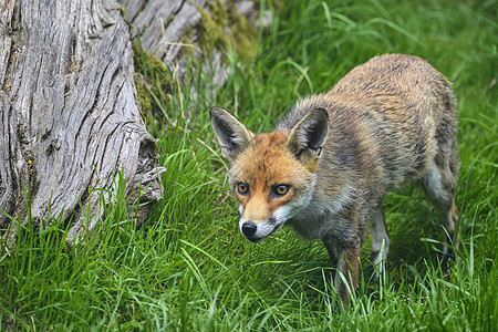 美丽的形象红狐郁郁葱葱的夏季乡村景观图片
