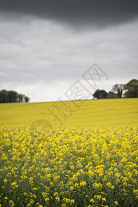 英国农村暴雨天气下油菜籽油菜田田浅深的田间景观图片