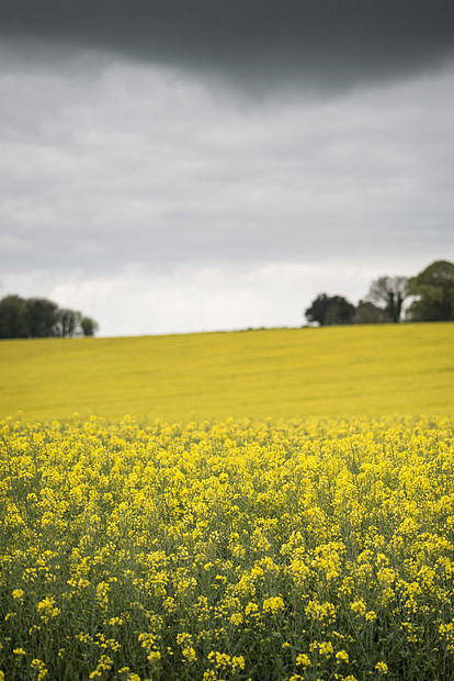 英国农村暴雨天气下油菜籽油菜田田浅深的田间景观图片