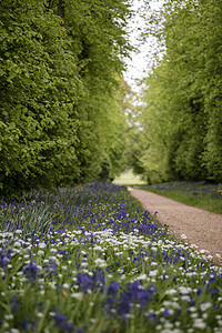 美丽的清新的春天景观图像蓝铃野生大蒜明亮的阳光下森林中图片