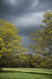 阳光明媚的橡树春天的暴风雨天空中绽放,英国乡村景观中图片