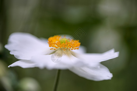 美丽的特写图像白色海葵花夏天图片