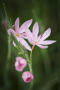 秋秋郁金香花的美丽观形象图片