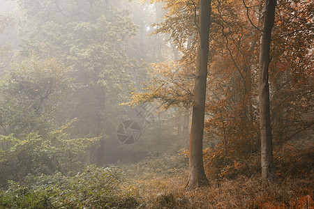 季节夏天秋天的变化个森林景观形象图片