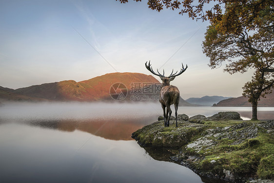 美丽的红鹿雄鹿秋天的景色中眺望着湖上的山景图片