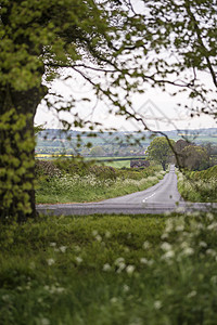 春天的早晨,英国乡村景观树木田野图片