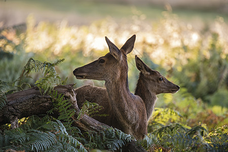 秋季森林景观季节红鹿鹿颈属群体图片