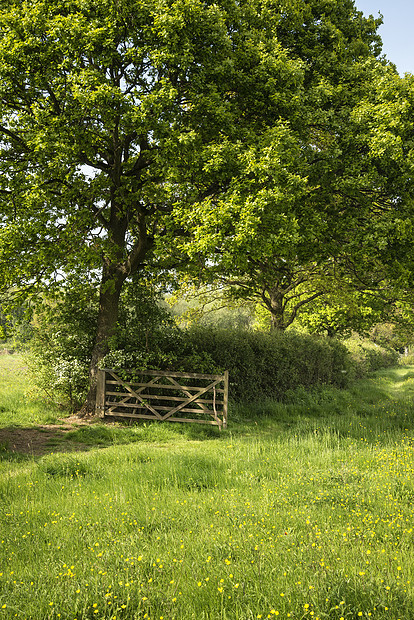 春季阳光下草地的英国乡村景观形象图片