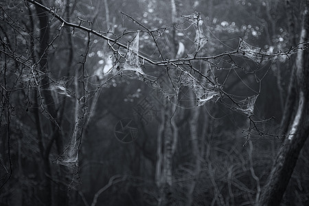 幽灵万节死森林景观与雾背景图片