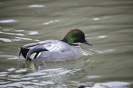 春天的水上,猎鸭猎鸭鸟的肖像图片