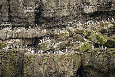 常见的GuillemotsUriaAalge嵌套AngleseyWales的悬崖边图片