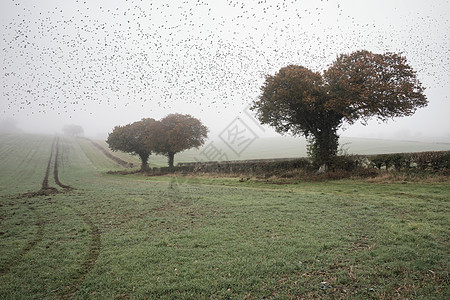 雾蒙蒙的秋季早晨景观中,英国乡村的嘈杂声图片