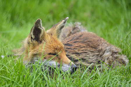美丽的形象红狐郁郁葱葱的夏季乡村景观图片