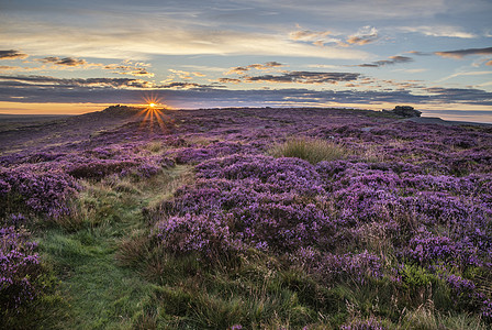 美丽的黎明日出景观形象石楠希格托夏季英国的高峰地区图片