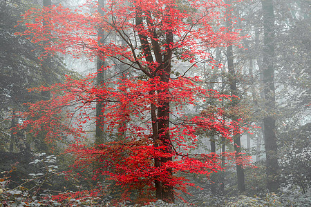 超现实交替色彩幻想秋落森林景观形象背景图片