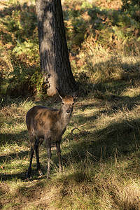 71020565轻的后鹿红鹿小牛秋季森林景观形象图片