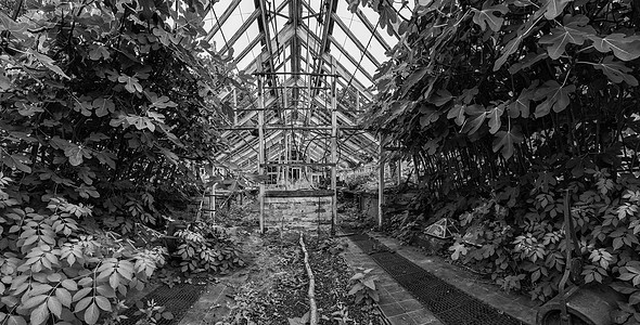 美丽的旧维多利亚时代的温室古老的英语花园里留下了黑色白色的ro废墟图片