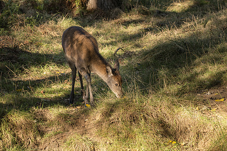 轻的母鹿红鹿小牛秋季森林景观形象图片