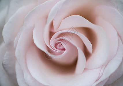 令人惊叹的粉红色玫瑰花与微妙的糊状着色图片