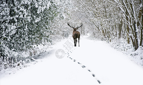 美丽的红鹿鹿雪地上覆盖着冬天的森林景观图片