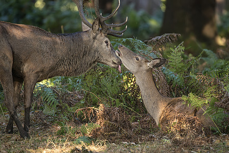 发情季节,红鹿鹿雄鹿母鹿美丽而亲密的温柔时刻出动物的联系图片
