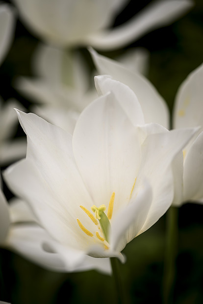 美丽的特写观图像明亮的白色春天郁金香图片